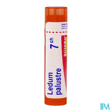 Load image into Gallery viewer, Ledum Palustre 7ch Gr 4g Boiron