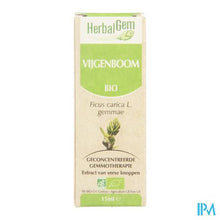Afbeelding in Gallery-weergave laden, Herbalgem Vijgenboom Maceraat 15ml