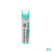 Afbeelding in Gallery-weergave laden, Sanguinaria Canadensis 5ch Gr 4g Boiron