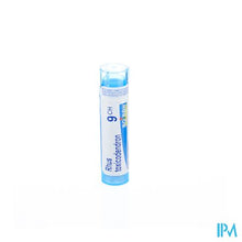 Afbeelding in Gallery-weergave laden, Rhus Toxicodendron 9ch Gr 4g Boiron