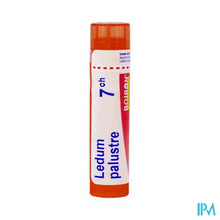 Load image into Gallery viewer, Ledum Palustre 7ch Gr 4g Boiron
