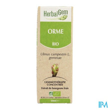 Charger l'image dans la galerie, Herbalgem Olm Maceraat 50ml