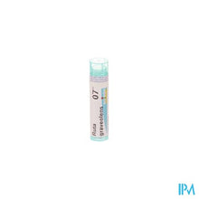 Afbeelding in Gallery-weergave laden, Ruta Graveolens 7ch Gr 4g Boiron