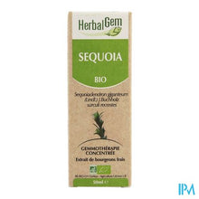Load image into Gallery viewer, Herbalgem Sequoia Maceraat 50ml