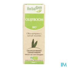 Afbeelding in Gallery-weergave laden, Herbalgem Olijfboom Maceraat 50ml
