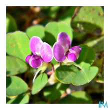 Afbeelding in Gallery-weergave laden, Desmodium Bio Amp 20x10ml
