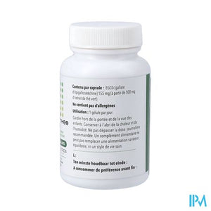 Groene Thee 500 V-caps 60 Pharmanutrics