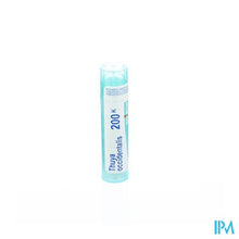 Load image into Gallery viewer, Thuya Occidentalis 200k Gr 4g Boiron
