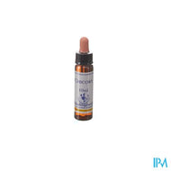 Healing Herbs Chicory 10ml