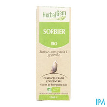 Load image into Gallery viewer, Herbalgem Lijsterbes Maceraat 15ml
