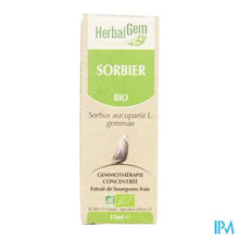 Charger l'image dans la galerie, Herbalgem Lijsterbes Maceraat 15ml
