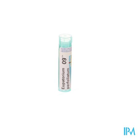 Eupatorium Perfoliatum 9ch Gr 4g Boiron