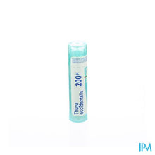 Load image into Gallery viewer, Thuya Occidentalis 200k Gr 4g Boiron
