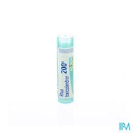 Rhus Toxicodendron 200k Gr 4g Boiron