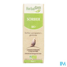 Afbeelding in Gallery-weergave laden, Herbalgem Lijsterbes Maceraat 50ml
