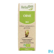 Afbeelding in Gallery-weergave laden, Herbalgem Olm Maceraat 15ml

