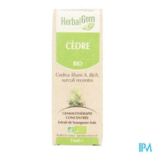 Afbeelding in Gallery-weergave laden, Herbalgem Libanonceder Maceraat 15ml
