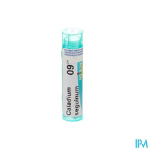 Charger l'image dans la galerie, Caladium Seguinum 9ch Gr 4g Boiron
