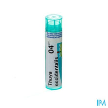 Load image into Gallery viewer, Thuya Occidentalis 4ch Gr 4g Boiron

