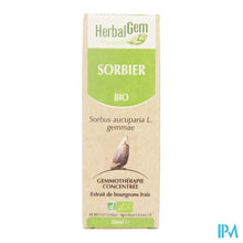 Charger l'image dans la galerie, Herbalgem Lijsterbes Maceraat 50ml
