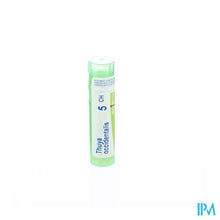 Charger l&#39;image dans la galerie, Thuya Occidentalis 5ch Gr 4g Boiron

