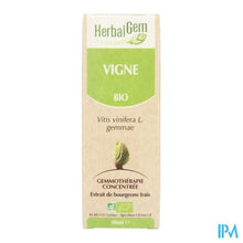 Charger l'image dans la galerie, Herbalgem Wijnstok Maceraat 50ml
