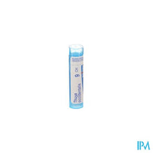 Load image into Gallery viewer, Thuya Occidentalis 9ch Gr 4g Boiron
