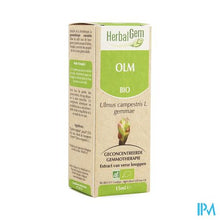 Charger l'image dans la galerie, Herbalgem Olm Maceraat 15ml
