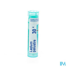 Load image into Gallery viewer, Ledum Palustre 30k Gr 4g Boiron
