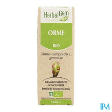 Charger l'image dans la galerie, Herbalgem Olm Maceraat 15ml
