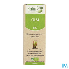 Charger l'image dans la galerie, Herbalgem Olm Maceraat 50ml
